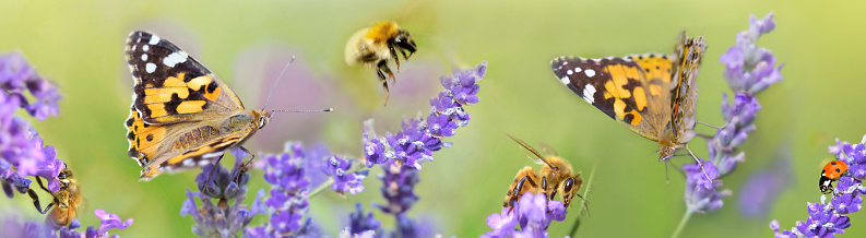 honeybee,butterfly and lady bud  on lavender flowers in panoramic view