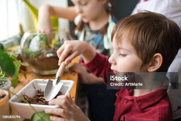 Family Transplanting Plants In Florarium At Home Stock Photo - Download Image Now - Education, Terrarium, Plant