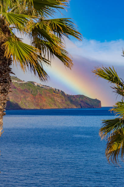 Beautiful coastline and palm trees on Madeira island
