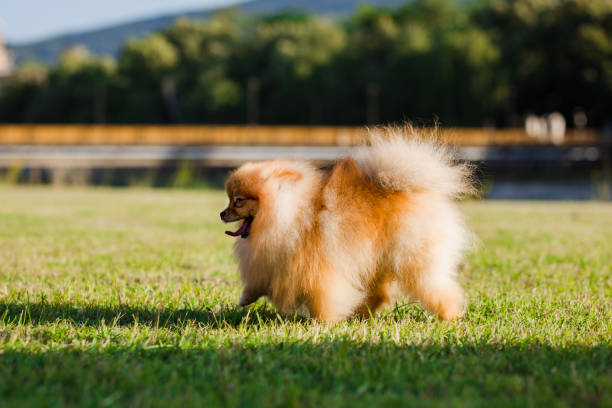 istock Zverg Spitz, Pomeranian puppy walking on grass 1384821727