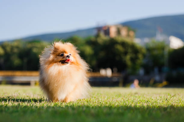 istock Zverg Spitz, Pomeranian puppy posing on grass 1384821728