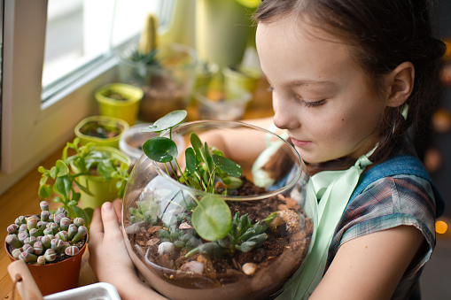 Child planting green succulents in a dry glass florarium