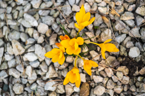 Top view of blooming yellow crocuses among stones
