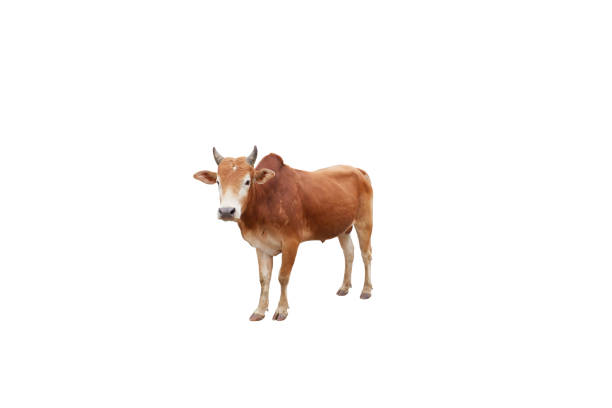 istock Brown cow isolated on a white background with clipping path. 1384828260
