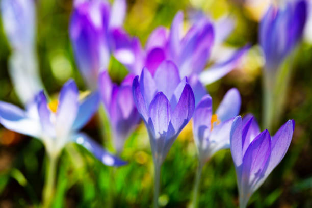 istock Meadow full of crocuses in spring, March, tree behind 1384828625
