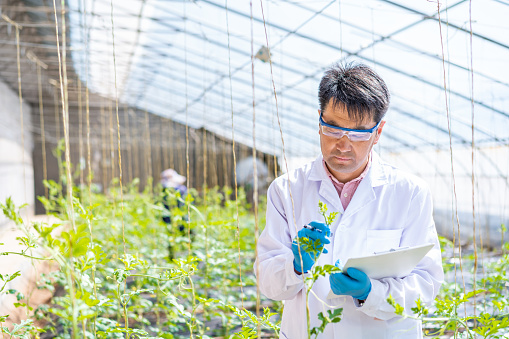 Asian male agricultural technician is working in greenhouse