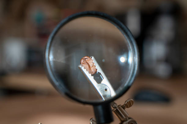 istock Examining the coffee bean with a magnifying glass 1384829518