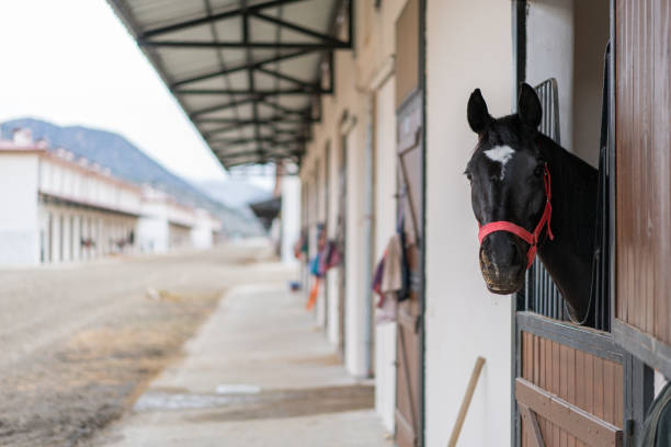 Curious race horse in outdoors stall at stables