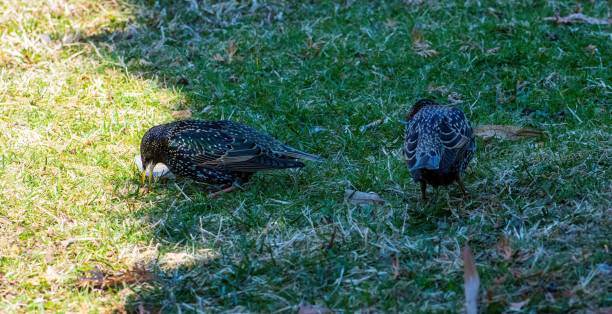 istock two starlings looking for food in grass 1384830038