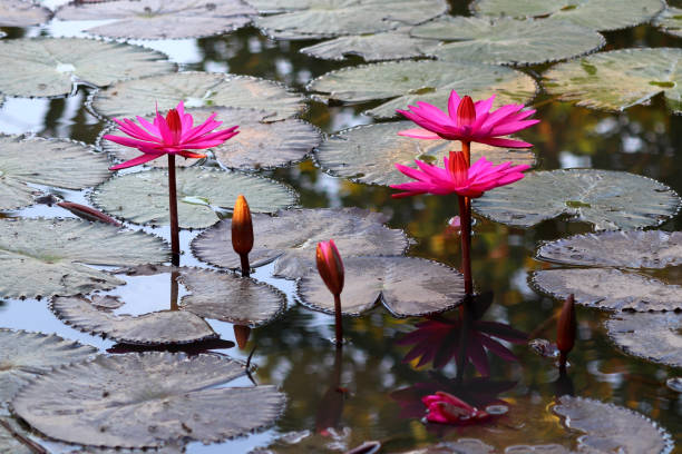 istock beautiful lotus flower in pond 1384830832
