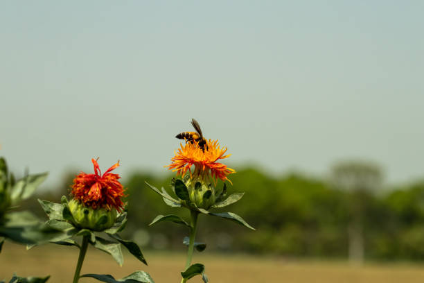 Bees are sitting on saffron flowers collecting honey. This flower is usually sown for honey cultivation and its grains are known to feed birds.