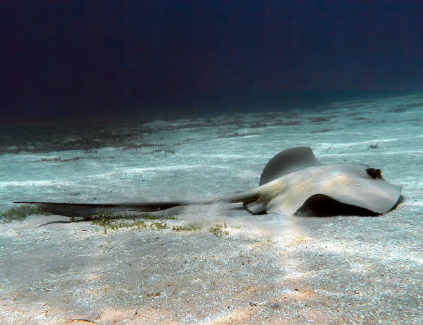 istock A Cowtail Stingray (Pastinachus sephen) in the Red Sea, Egypt 1384835589