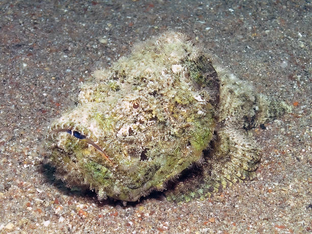 istock A Devil Scorpionfish (Scorpaenopsis diabolus) in the Red Sea 1384836756