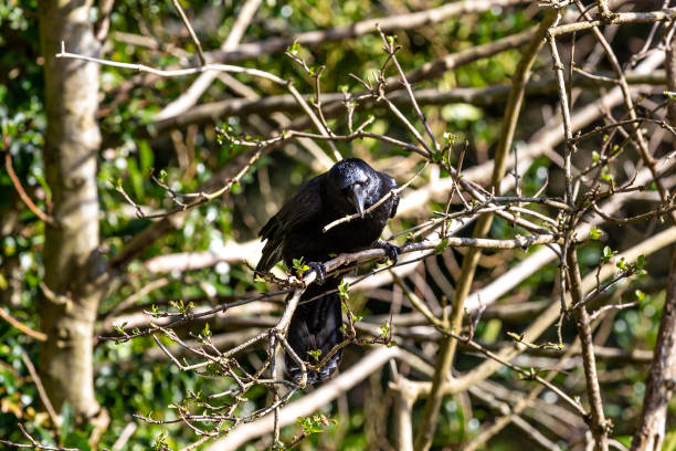 un uccello in un albero che prende ramoscelli per costruire il suo nido - crows nest foto e immagini stock