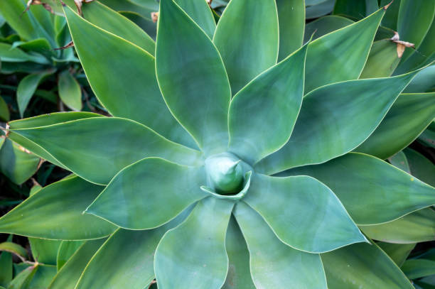 istock Close-up of agave plant, background 1384836974