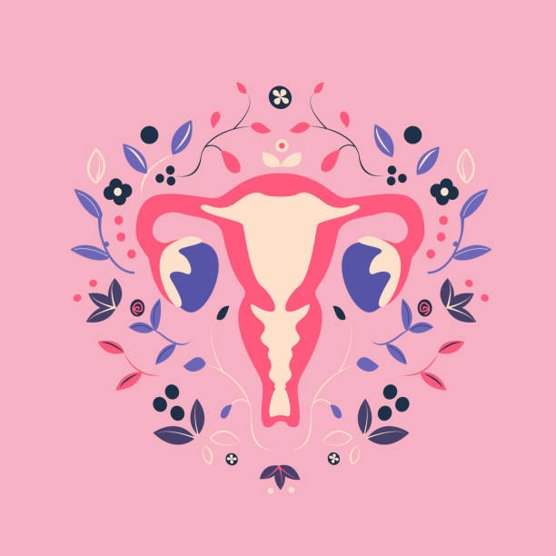 sistem reproduksi wanita cantik dengan bunga.feminin ginekologi.anatomi rahim wanita,ovarium.vagina simbol menstruasi.tangan ditarik rahim,rahim organ reproduksi wanita. ilustrasi vektor - ovarium foto ilustrasi stok