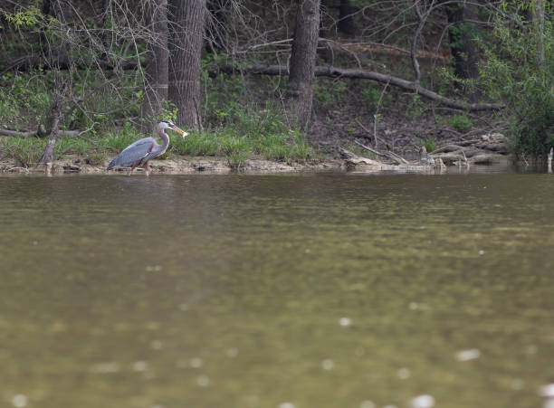 istock GReat blue heron with a fish in its mouth 1384838868