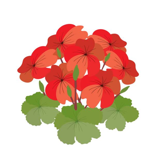 Bunch of Red Geranium Flowers on White Background vector art illustration