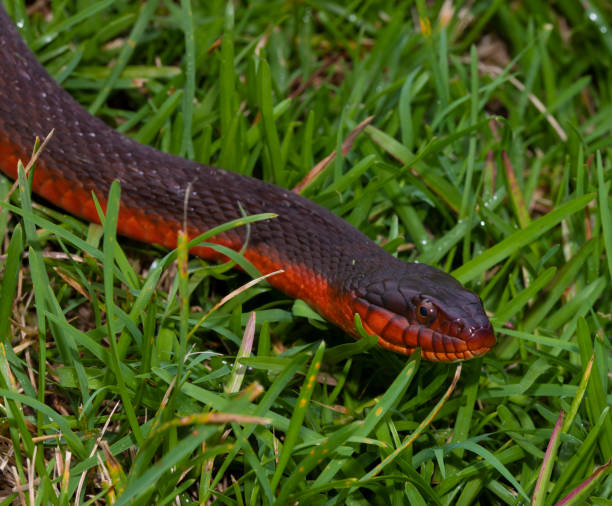 istock Curious red bellied snake in the morning 1384839121