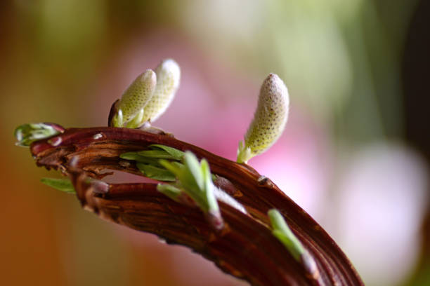Bandsalix standing in a flower bouquet. Macro picture with focus on the catkins.