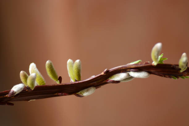 istock Salix Udenis Sekka 1384839161