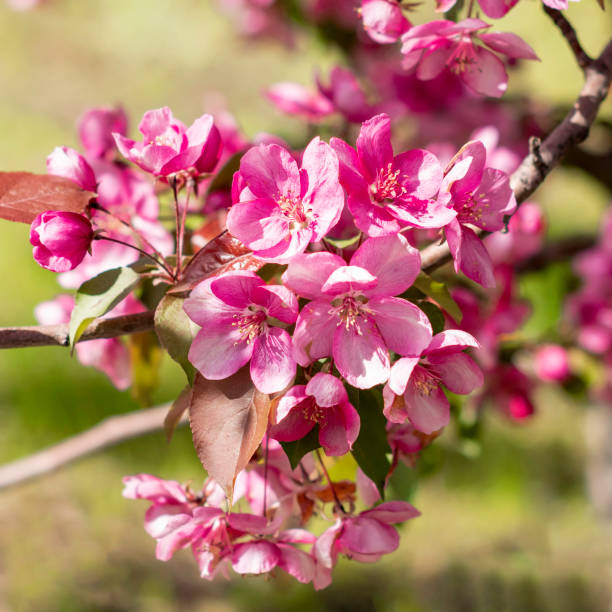 istock Ornamental apple tree blooming.Crabapple Trees Blooming.Spring season.Paradise Apple.Selective focus 1384839376