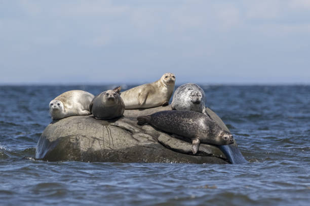 Closeup of five seals on island looking at camera