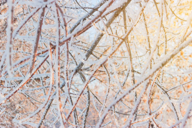 istock Beautiful winter forest landscape. 1384840240