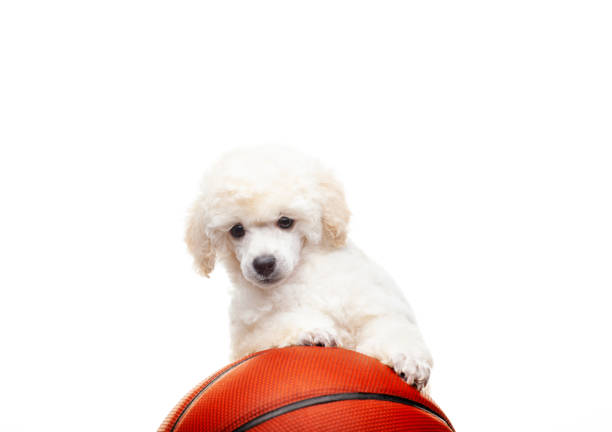 istock image of dog basketball white background 1384840435