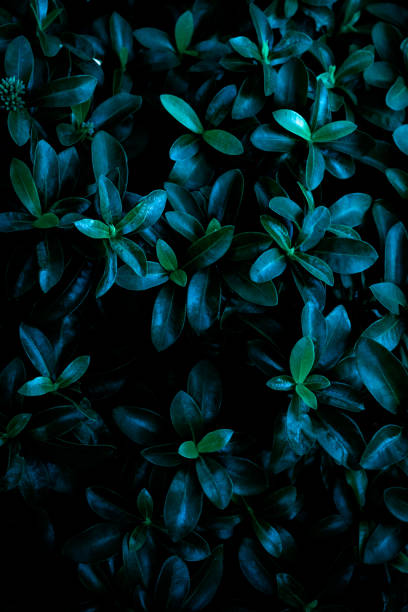 istock abstract green leaf texture, nature background, tropical leaf thailand 1384840466
