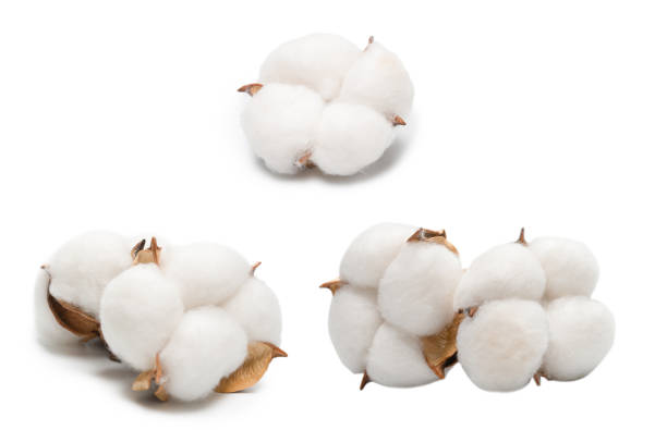 istock Cotton flower branch isolated on white background. 1384841433