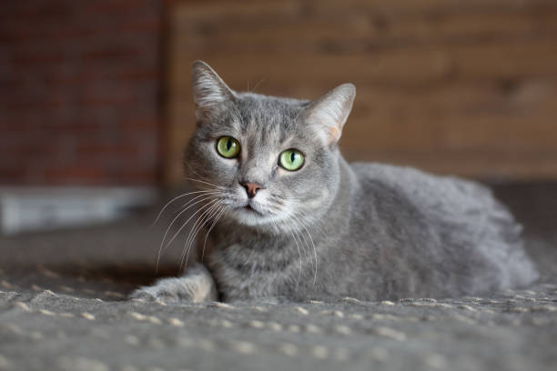 istock Beautiful cute gray cat with green eyes. 1384841576