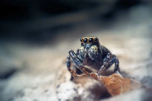 Photo of Pseudeuophrys erratica Jumping Spider