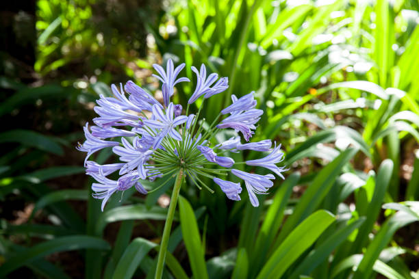 istock Blue Agapanthus also know as African Lily blooming in sunny garden 1384845522
