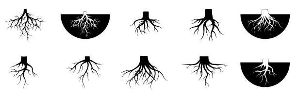 ilustraciones, imágenes clip art, dibujos animados e iconos de stock de ilustraciones de conjuntos vectoriales de raíces de árbol - evolucionar