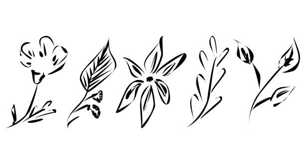 ilustrações de stock, clip art, desenhos animados e ícones de vector abstract doodle style minimalism plant flower leaf sketches one line art hand drawing  symbol handmade illustration collection - poppy flower petal stamen