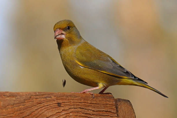 istock Verdier d'Europe - European Greenfinch (Chloris chloris). 1384846505