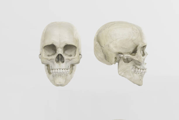 3d render, 3d illustration. Medical and anthropological concept. Human skull, medical research, human study.
