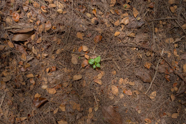 new plants grow in the dry
