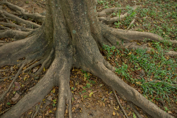 istock Ketapang Kencana tree roots 1384850790