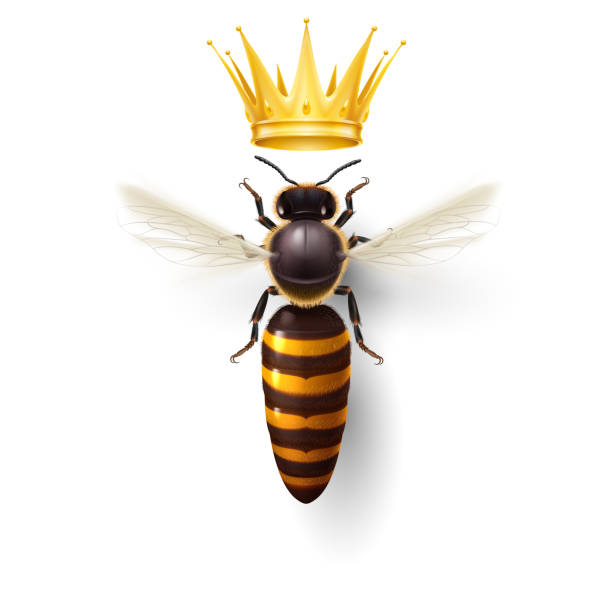 królowa pszczół - queen bee zdjęcia i obrazy z banku zdjęć