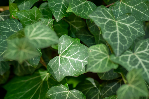 Hedera helix detail of green leaves, poison ivy evergreen plant, green foliage on branches, beautiful leaf structure
