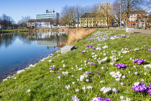 Colorful crocus flowers at the Holzhafen in Bremerhaven