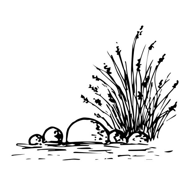 Simple black outline vector drawing. Swamp vegetation, stones in the water. Bush of grass, reeds, lake shore. Nature and landscape. Ink sketch. Simple black outline vector drawing. Swamp vegetation, stones in the water. Bush of grass, reeds, lake shore. Nature and landscape. Ink sketch. tussock stock illustrations