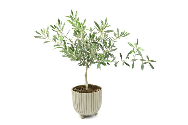 istock Small Olea europaea olive plant in pot with white isolated background 1384858593