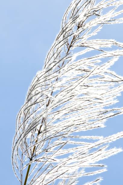 istock sugarcane flower in the wind 1384859752