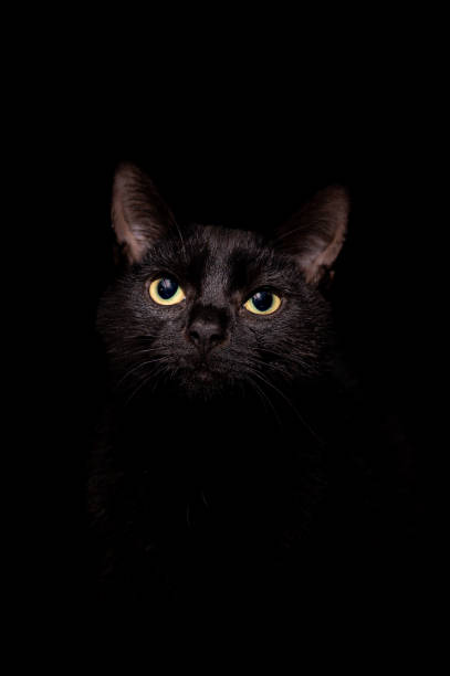 istock Portrait of a black kitten 1384859779