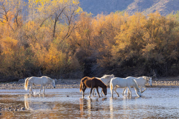 istock Wild Horses in the Salt River Arizona 1384859811