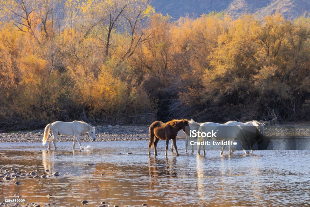 Wild Horses in the Salt River Arizona wild horses in the Salt River in the Arizona desert Arizona Stock Photo