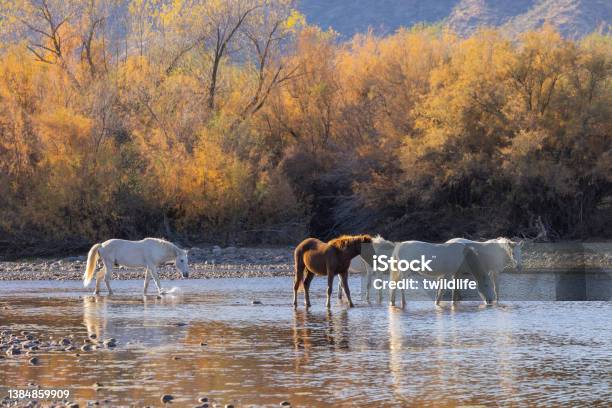 Wild Horses In The Salt River Arizona Stock Photo - Download Image Now - Arizona, Salt River, Mustang - Wild Horse